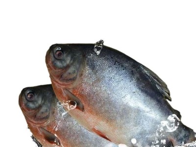 红鲳鱼 整条红鲳鱼 鲜味十足 新鲜 无冰衣 冰鲜冷冻鲳鱼新鲜大号图5