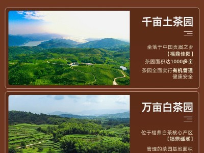 福鼎白茶 正宗贡眉 群体种菜茶 老白茶散装原料批发 OEM贴牌定制图3