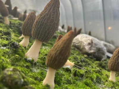 四川金堂县羊肚菌干货批发多规格抖音拼多多代发营养煲汤菌菇菌子图2