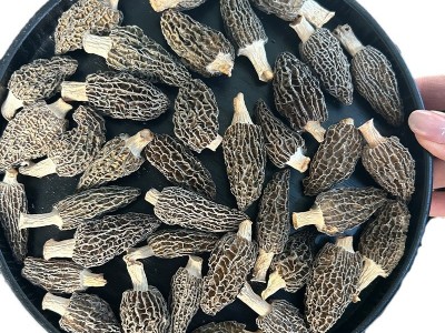 四川金堂县羊肚菌干货批发多规格抖音拼多多代发营养煲汤菌菇菌子图5