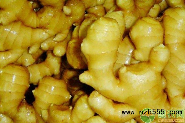 生姜栽培技术和管理-图片版权归惠农网所有