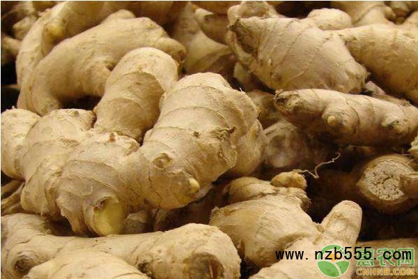 生姜栽培技术和管理-图片版权归惠农网所有