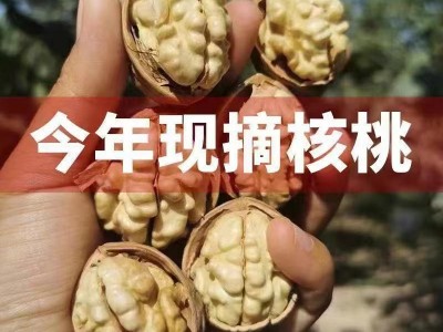 新货阿克苏185纸皮核桃大量批发代发500g 手剥大个薄皮原味生核桃图3