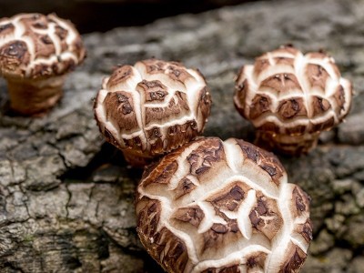 黄山花菇香气浓郁菇型厚实无添加图2