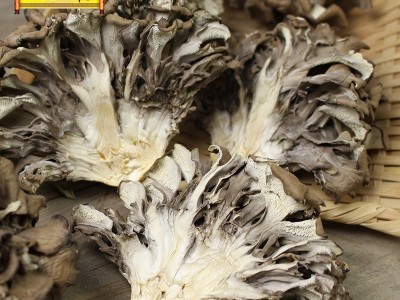 古田灰树花灰树菇干货批发千佛手菌舞茸 农家自产菌菇产地直批图3