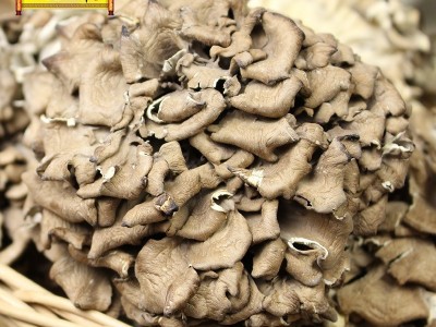 古田灰树花灰树菇干货批发千佛手菌舞茸 农家自产菌菇产地直批图2