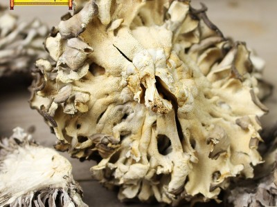 古田灰树花灰树菇干货批发千佛手菌舞茸 农家自产菌菇产地直批图4