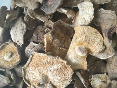精品香菇干货西峡产地工厂直销精选大片香菇大厚菇实力工厂图3