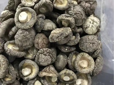 河南春栽香菇 冬菇 平脚肉厚干净 烘干处理 源头产地实力工厂图2