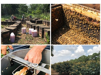 椴树蜂蜜500g结晶猪油蜜雪蜜一斤源头厂家一件代发椴树蜜原蜜批发图3