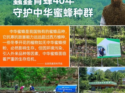 农家土蜂蜜源头工厂中华蜂培育基地百花蜜五倍子蜜枇杷蜜多款批发图2