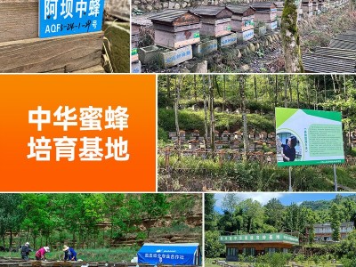 中蜂药蜜蜂蜜拿样工厂源头五味子蜜土蜂蜜枇杷蜜百花多款批发分销图2