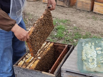 百花蜜15公斤小桶装枣花土蜂蜜奶茶店食品原料散装洋槐花蜂蜜原料图4