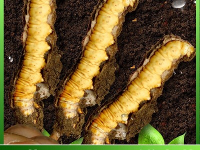 2024鲜虫草批发西藏那曲新鲜冬虫夏草泡水喝养生茶一手货源代理图3