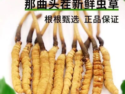 2024鲜虫草批发西藏那曲新鲜冬虫夏草泡水喝养生茶一手货源代理图2