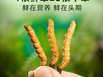 2024鲜虫草批发西藏那曲新鲜冬虫夏草泡水喝养生茶一手货源代理图4