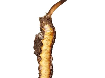 2024鲜虫草批发西藏那曲新鲜冬虫夏草泡水喝养生茶一手货源代理图5