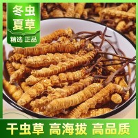 冬虫夏草批发西藏那曲产地直供冻干虫草新货头期一手货源找代理