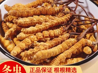 冬虫夏草批发西藏那曲产地直供冻干虫草新货头期一手货源找代理图2