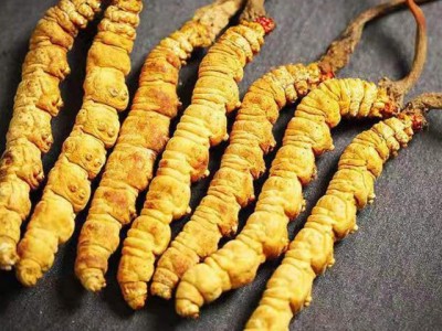 冬虫夏草批发西藏那曲产地直供冻干虫草新货头期一手货源找代理图4