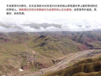 燕大哥品牌溯源冬虫夏草 西藏那曲虫草冻干虫草认证 招商加盟代发图4