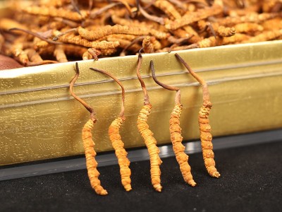 燕大哥品牌溯源冬虫夏草 西藏那曲虫草冻干虫草认证 招商加盟代发图2