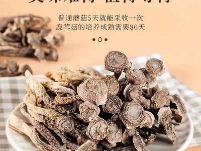 鹿茸菇干货批发2025农家新货500g袋装商用批发新鲜煲汤炖煮食材图4