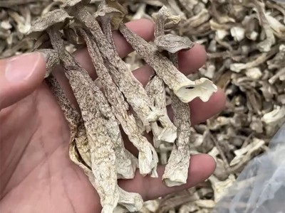 鹿茸菇食用菌干货批发古田厂家 整箱整件12斤现货 鹿茸菌500g图3