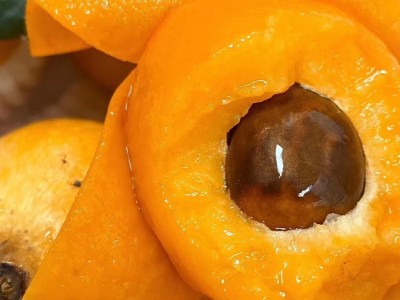 现货四川米易枇杷应季水果采摘高山琵琶果一件代发特级树上熟甜润图3