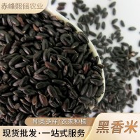 厂家批发黑香米 五谷杂粮粗粮黑米 内蒙古农家自产黑香米 黑大米