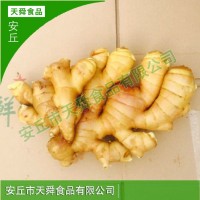 新鲜蔬菜月子姜 小黄姜保鲜姜山东厂家直供生姜 老姜现挖大黄姜