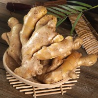 应季蔬菜火锅调味料全年厂家大姜保鲜姜 现挖新鲜生姜老姜月子姜