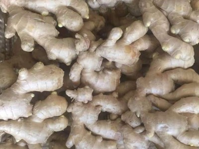 出口大姜批发姜新鲜山东生姜蔬菜保鲜姜山东大姜新姜整姜老姜出口图4