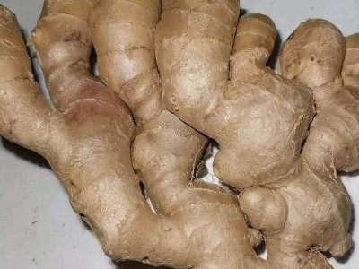 出口大姜批发姜新鲜山东生姜蔬菜保鲜姜山东大姜新姜整姜老姜出口图2