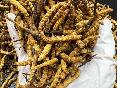西藏冬虫夏草高海拔那曲虫草传统滋补品干货批发代发诚招代理图3