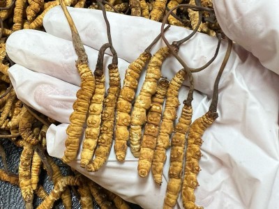 西藏冬虫夏草高海拔那曲虫草传统滋补品干货批发代发诚招代理图4