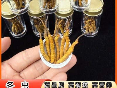 西藏那曲冬虫夏草干货高海拔滋补品虫草打粉煲汤送礼清平批发代发图2