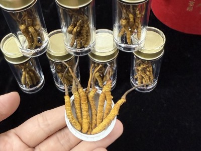 西藏那曲冬虫夏草干货高海拔滋补品虫草打粉煲汤送礼清平批发代发图3