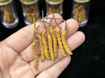 西藏那曲冬虫夏草干货高海拔滋补品虫草打粉煲汤送礼清平批发代发图5