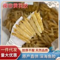 南非170头黄花胶天然鱼胶筒花胶一德路海味干货批发一件代发