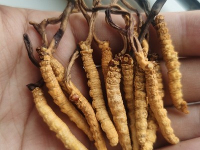 贵州云南湖南虫草中苗亚香棒虫草霍克斯冬虫夏草一公斤2000条左右图3