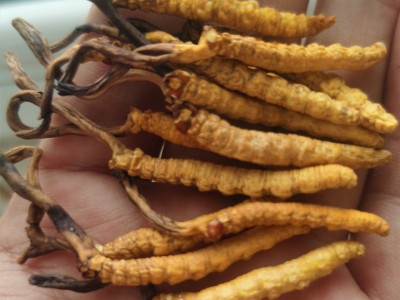 贵州云南湖南虫草中苗亚香棒虫草霍克斯冬虫夏草一公斤2000条左右图2