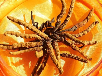 贵州云南湖南虫草中苗亚香棒虫草霍克斯冬虫夏草一公斤2000条左右图4