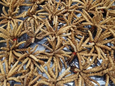 冬虫夏草 批发特产虫草生态繁育干货礼盒装非鲜草青海西藏那曲图2