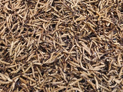 冬虫夏草 批发特产虫草生态繁育干货礼盒装非鲜草青海西藏那曲图3