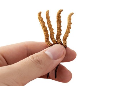 冬虫夏草 批发特产虫草生态繁育干货礼盒装非鲜草青海西藏那曲图4