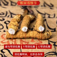 断草纯肉节冬虫夏草 虫草 冬虫草 冻干 断草断大量批发高海拔