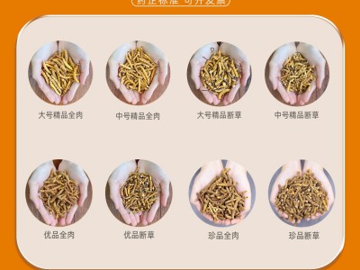 断草纯肉节冬虫夏草 虫草 冬虫草 冻干 断草断大量批发高海拔图4