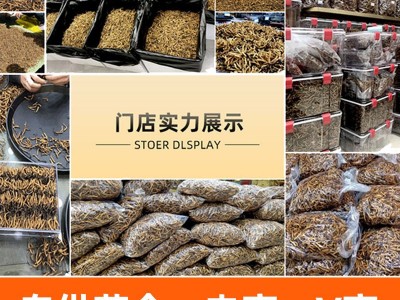 断草纯肉节冬虫夏草 虫草 冬虫草 冻干 断草断大量批发高海拔图3