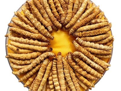 断草纯肉节冬虫夏草 虫草 冬虫草 冻干 断草断大量批发高海拔图5